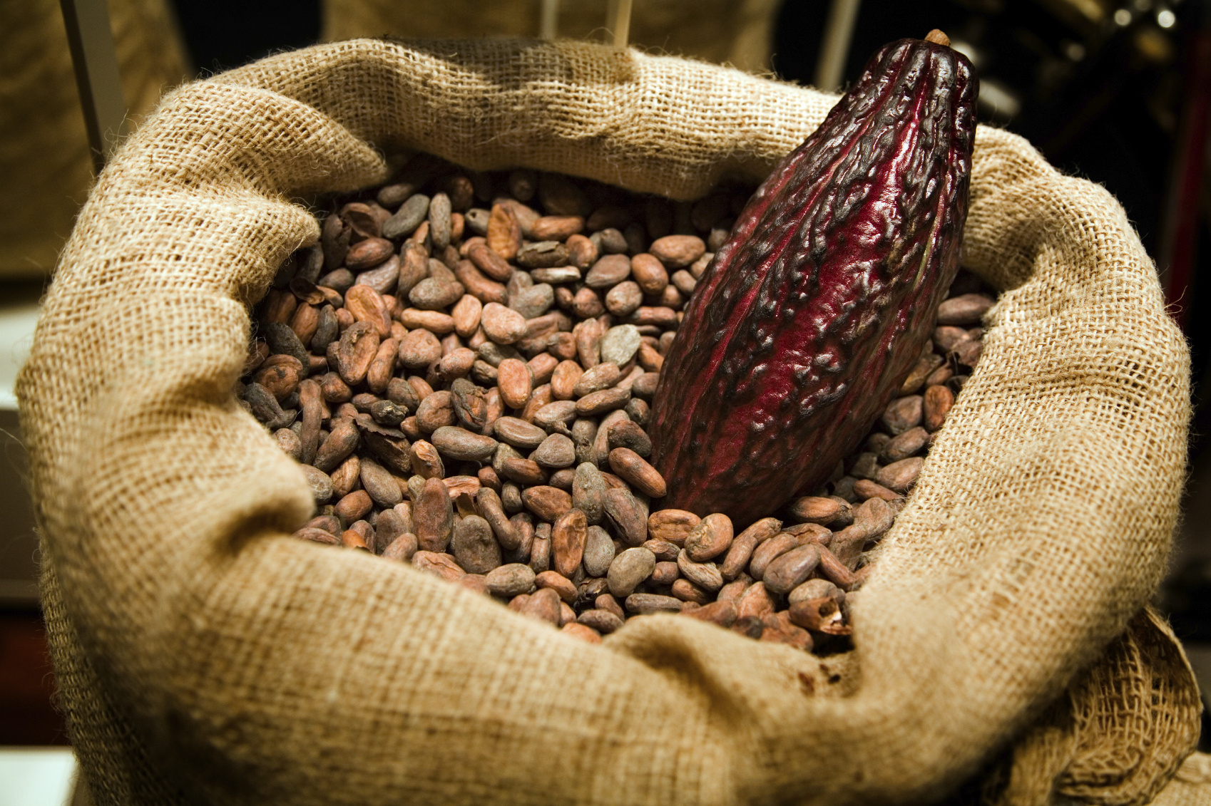 http://zoom50.files.wordpress.com/2010/06/raw-cacao-beans.jpg